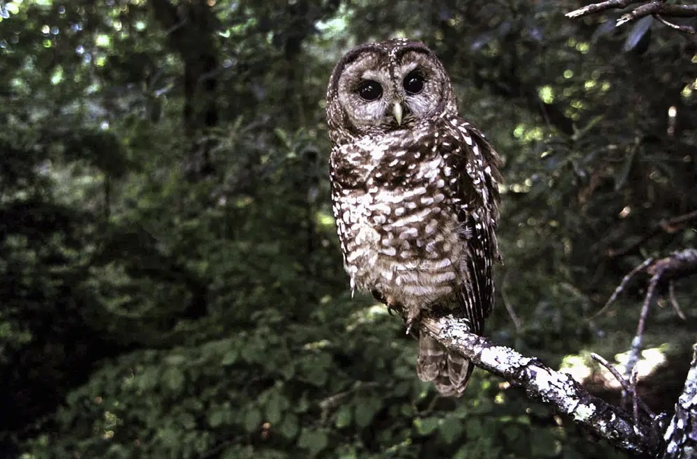 Federal agency proposes California spotted owl protection