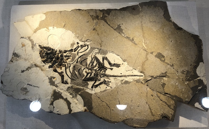 Liaoningosaurus paradoxus Xu, Wang et You, 2001